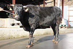 備前黒牛の写真