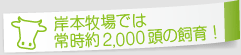 岸本牧場では常時約2,000頭の飼育！