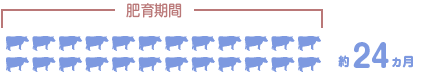 肥育期間約24ヵ月